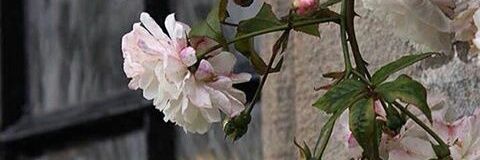 _uuoua's profile banner image