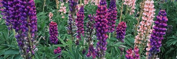 Mar_Infante's profile banner image