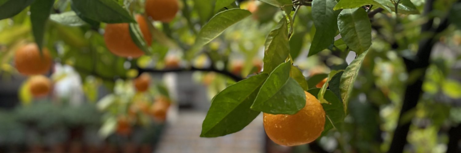 Meredith Newman banner