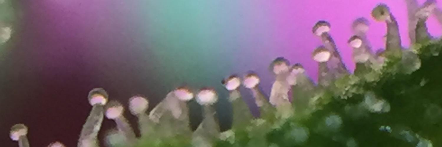 Mazterdog's profile banner image