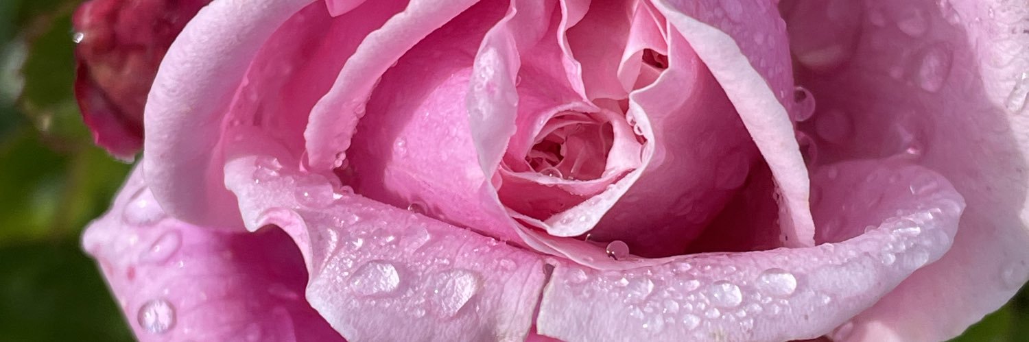 fraise tagada banner