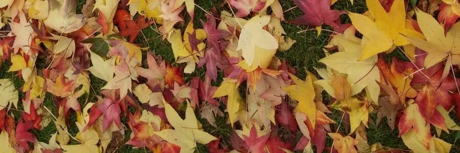agustinatozzi's profile banner image