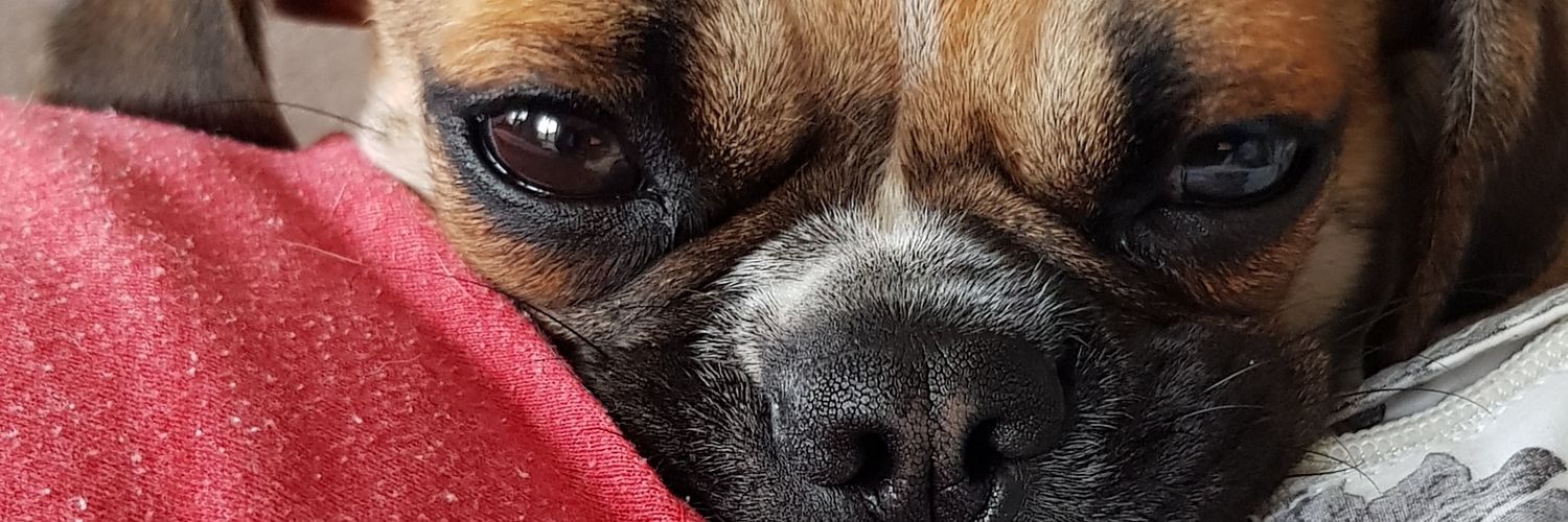 SlothEd's profile banner image