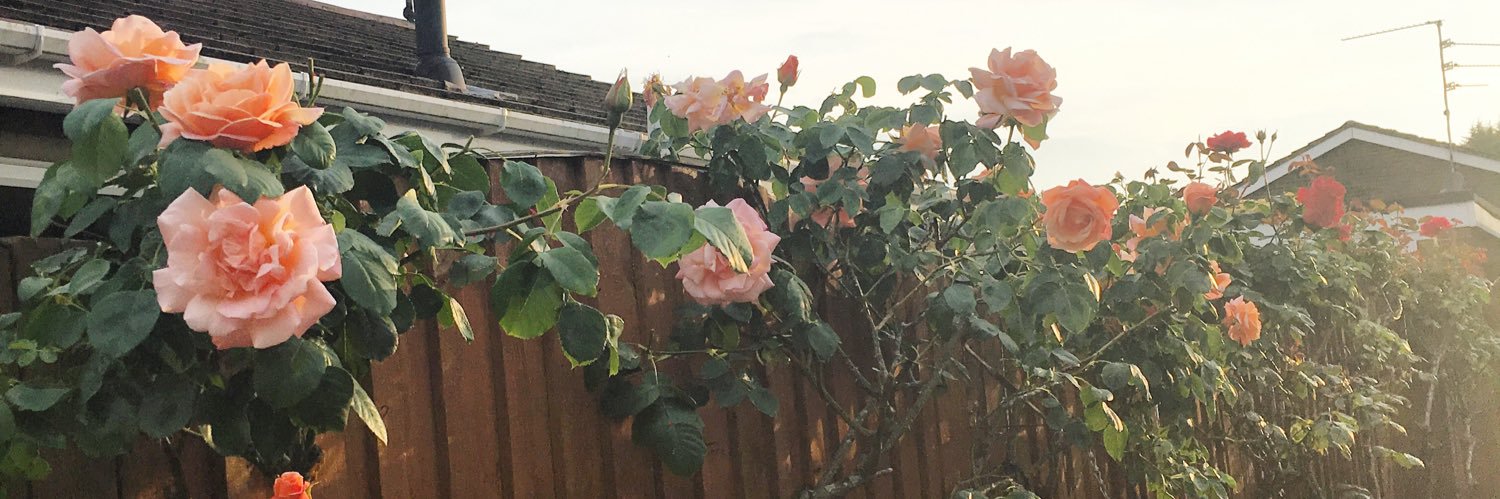 jivebunnyyy's profile banner image
