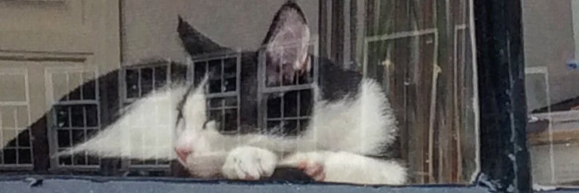 Verboskitty's profile banner image