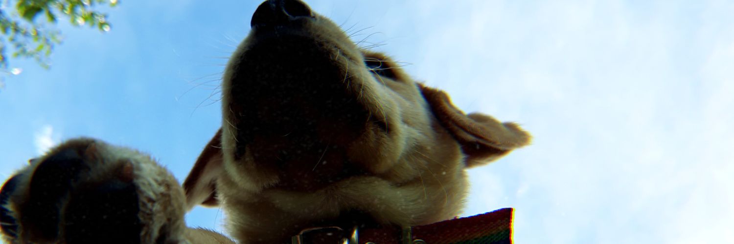 Taniabustosh's profile banner image