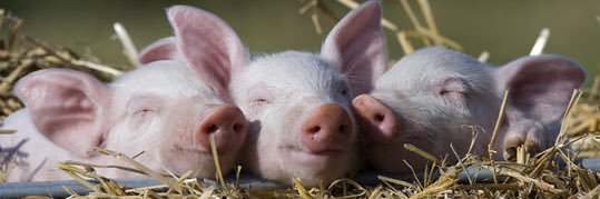 Carol Miknenas banner