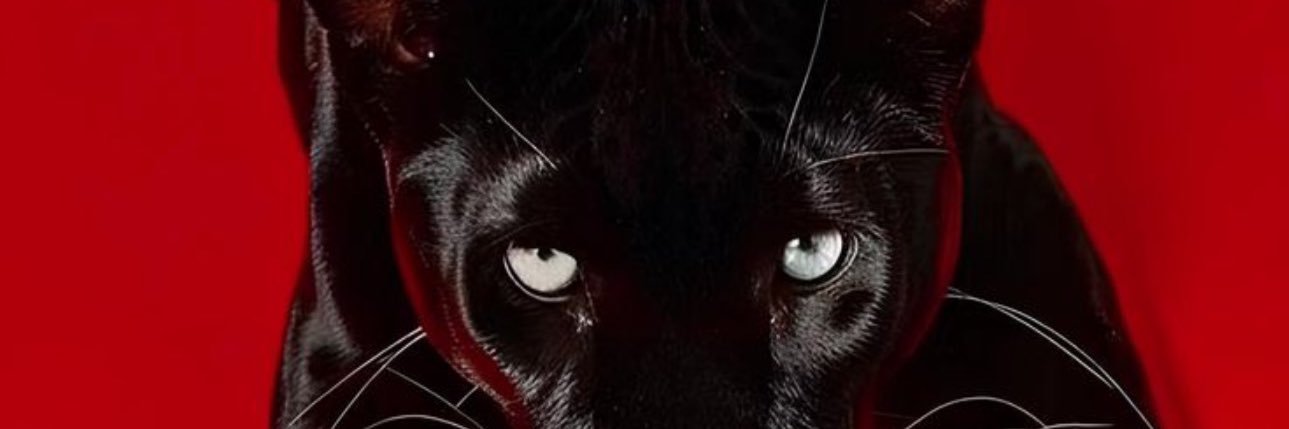 catlikelantern banner