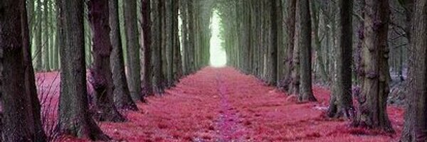 tpeaaaace Profile Banner