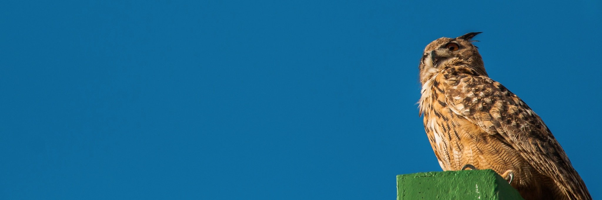 HodeiMaiza's profile banner image