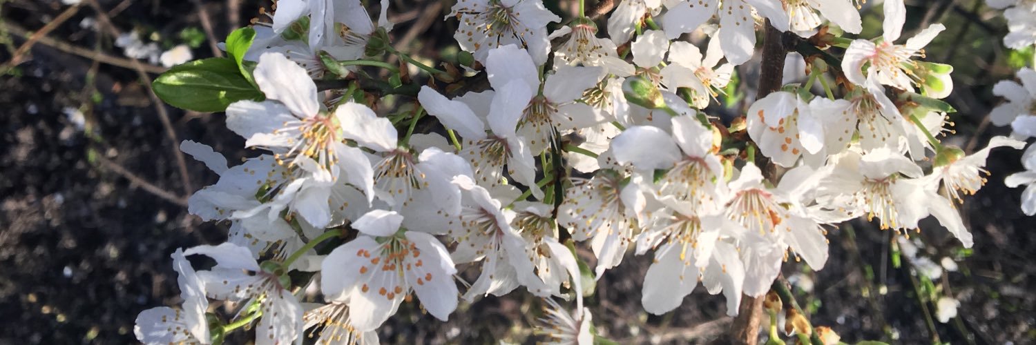 Lily banner
