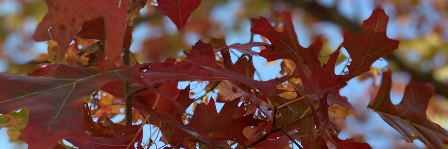 LoDown219's profile banner image