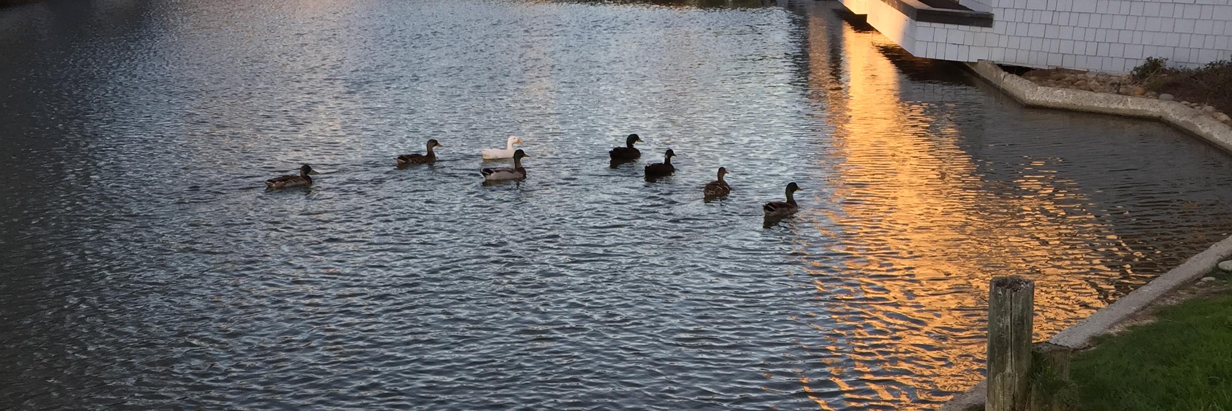 MisterDuck's profile banner image