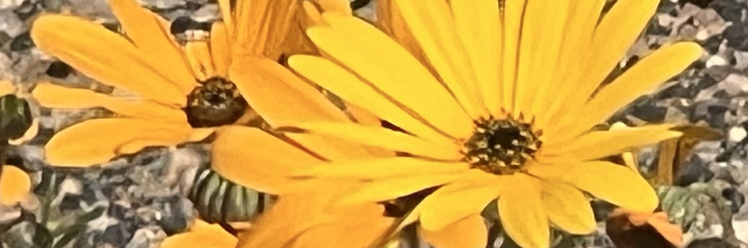 ThePhoenix2619's profile banner image