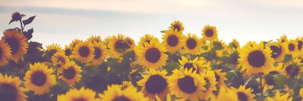 morgancesari's profile banner image