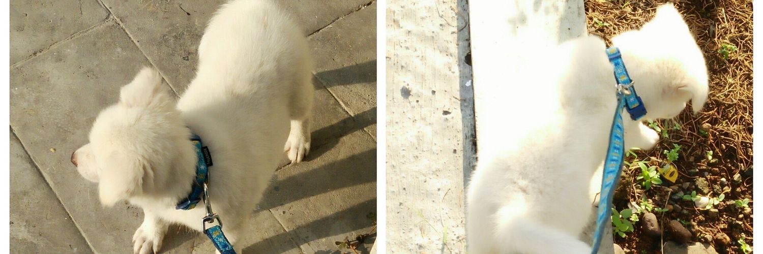 Lincahhh's profile banner image