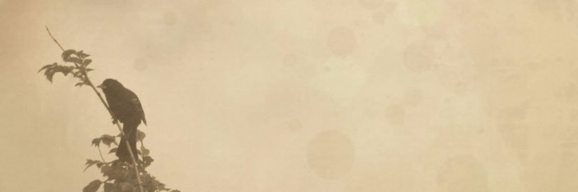 Anastoze's profile banner image