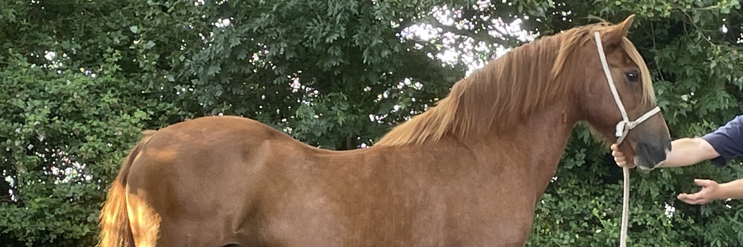NottinghillStud's profile banner image