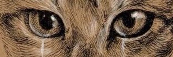 NickLoconteJr Profile Banner