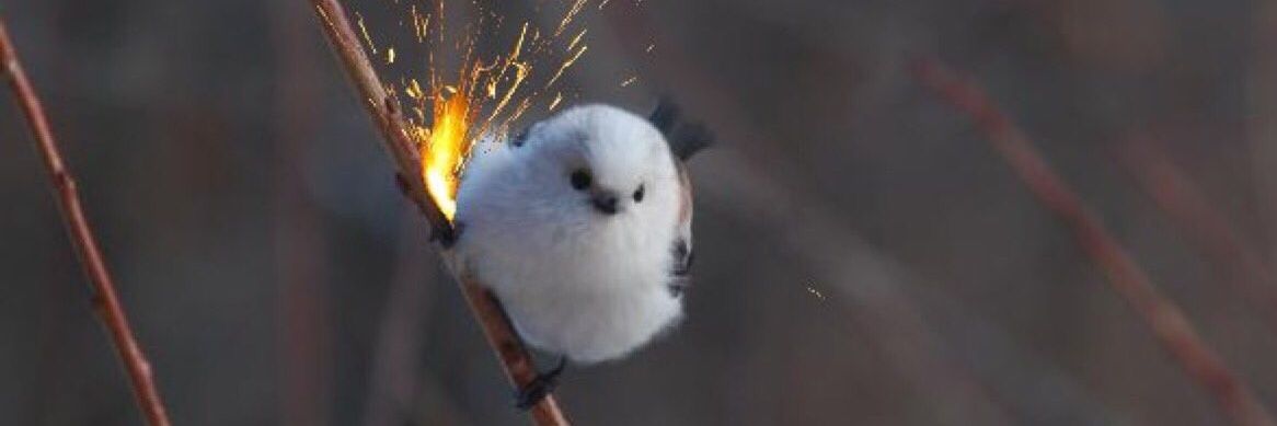 solidwarbler's profile banner image