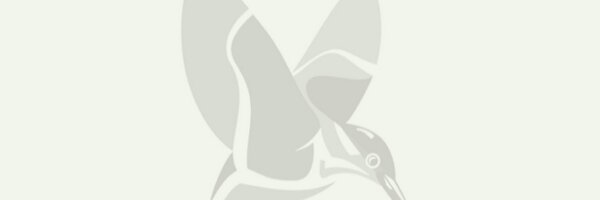 BurgGolf Profile Banner