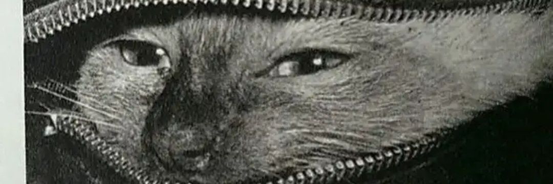 vespercvo's profile banner image