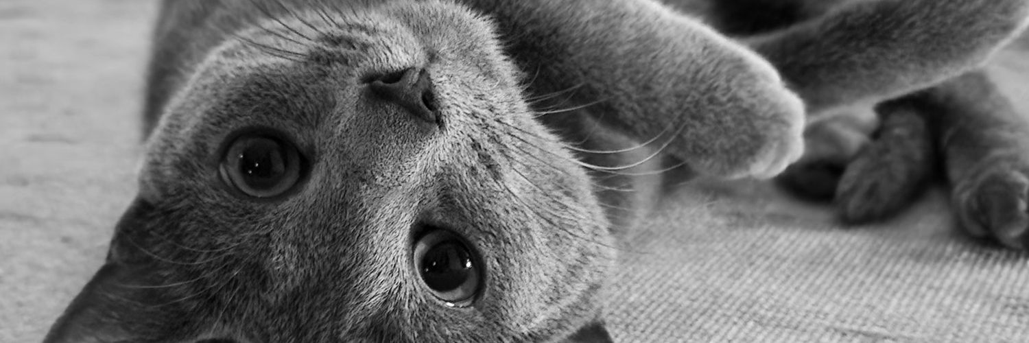 cinsalsa's profile banner image