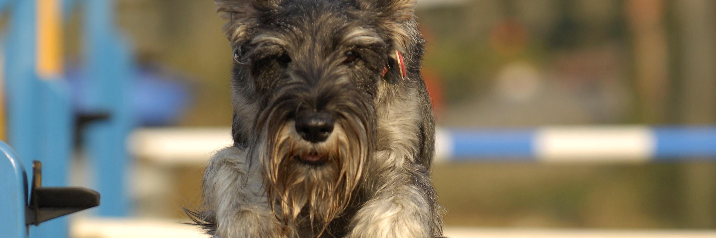 SchnauzerMolly's profile banner image
