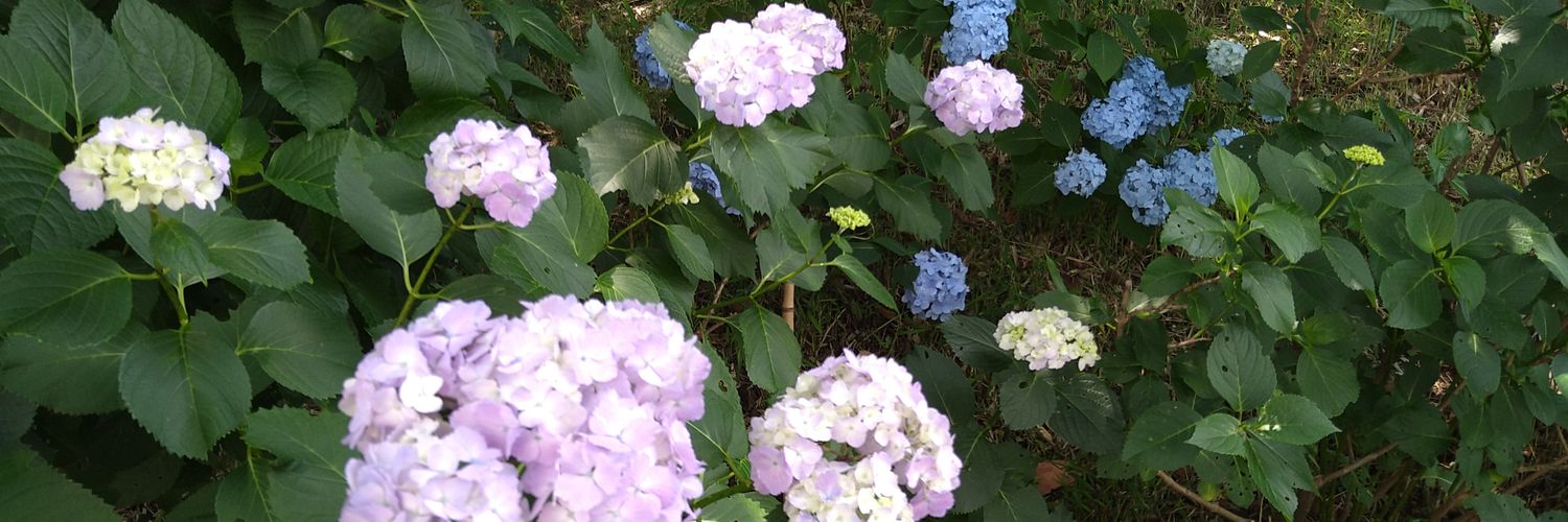 なおこ banner
