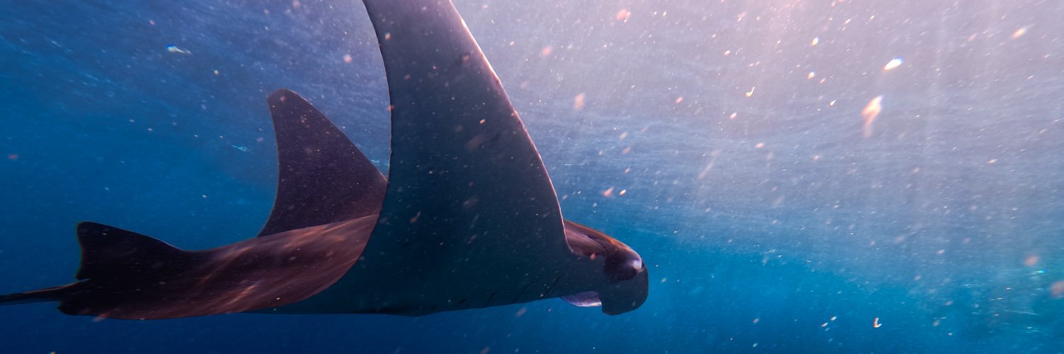 faradiselost's profile banner image