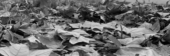 Alsuwaidima's profile banner image