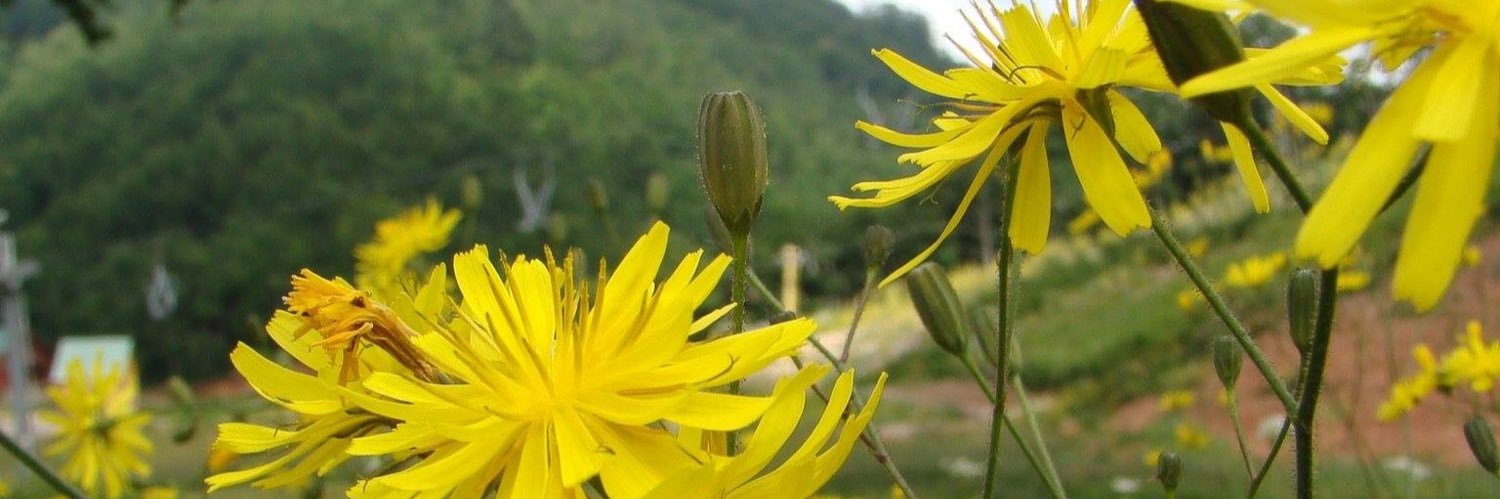 mubarakalissa's profile banner image