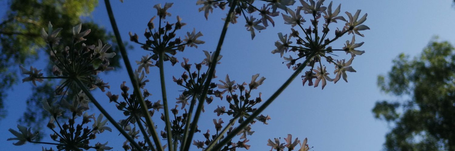 EnglishOrchid's profile banner image