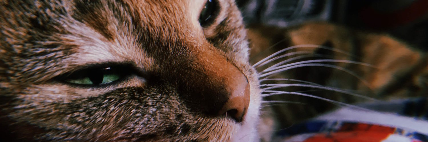 LetiCortizo's profile banner image