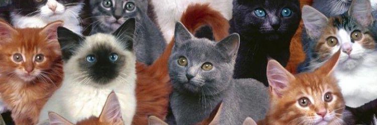 oldwolf00's profile banner image