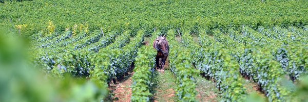 JancisRobinson Profile Banner