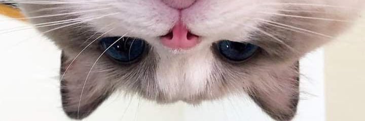 eyeishappyyy's profile banner image