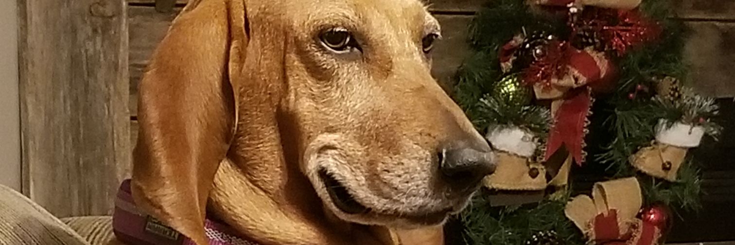 JoeChesnut's profile banner image