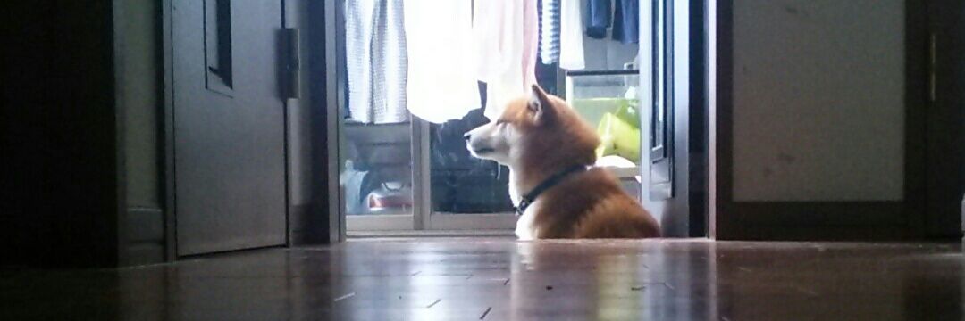 shibahari_'s profile banner image