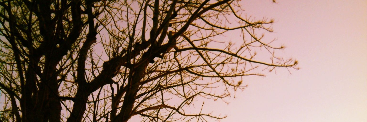 AyuRws's profile banner image