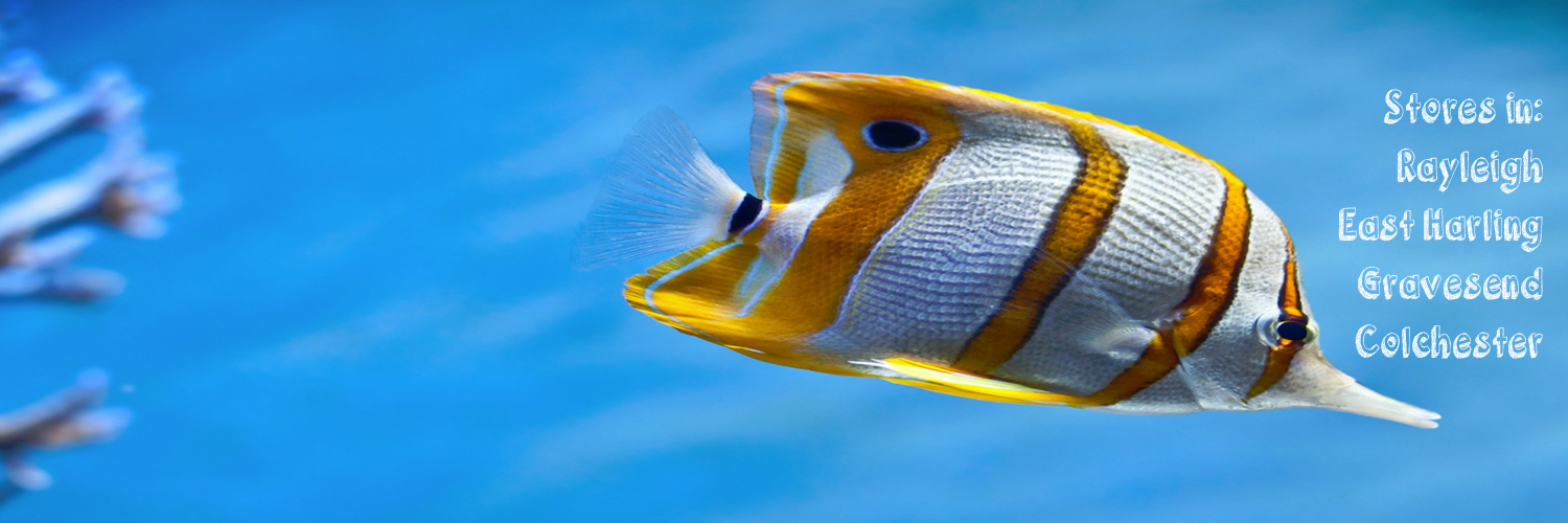 SwallowAquatics's profile banner image