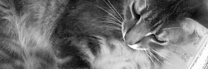 Lebuber's profile banner image