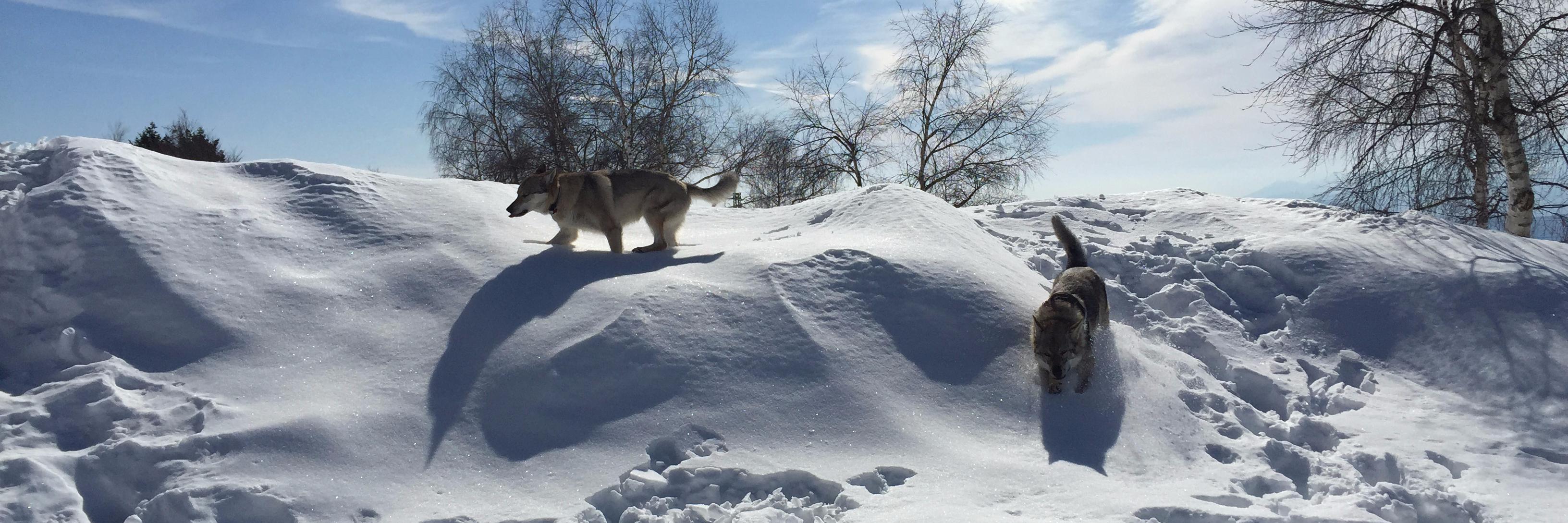AlessandroDelVecchio banner