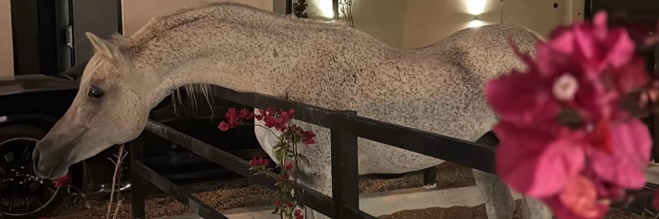luminous_MA's profile banner image