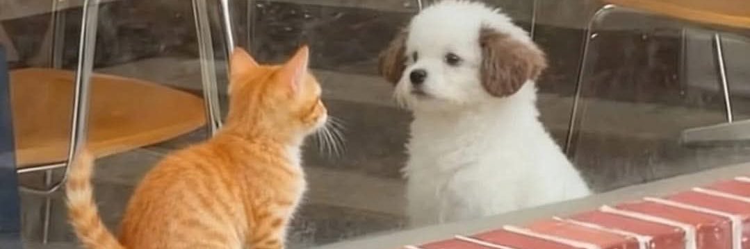 𝒿૮・ᴥ・ა𝓃 banner