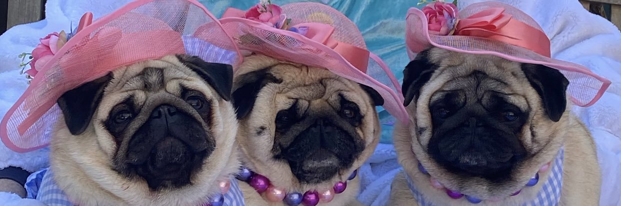 Pugdashians banner