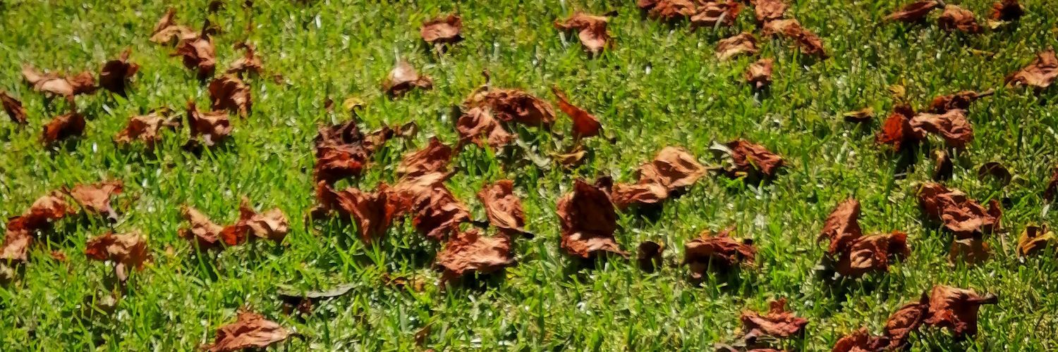 Cindy_Popliteo's profile banner image