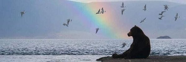 bearsoneil Profile Banner