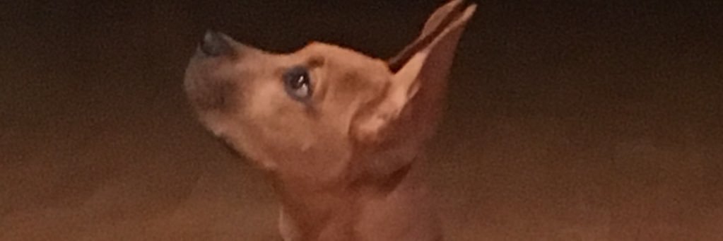 BScoops24's profile banner image