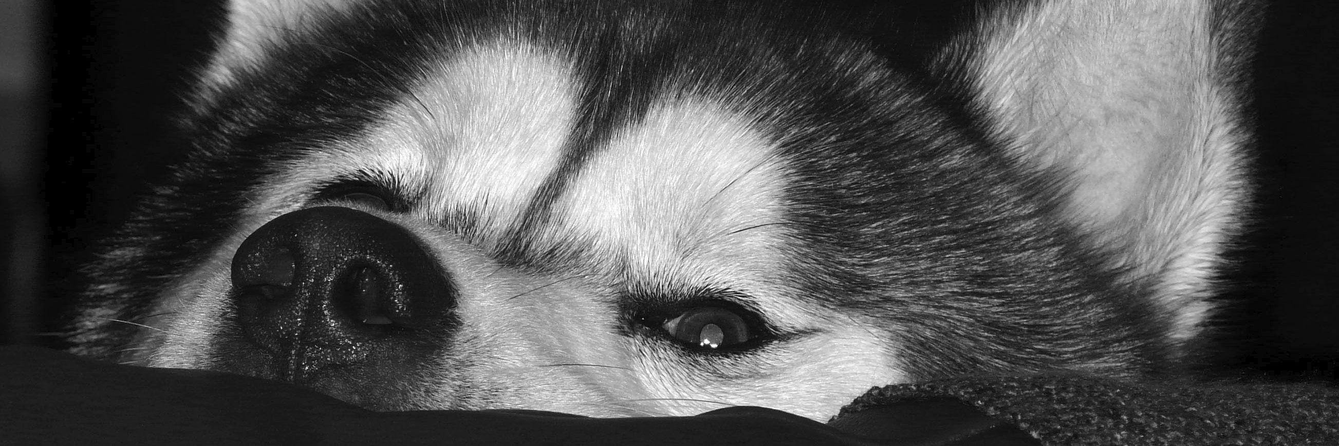 Mark_Brad's profile banner image